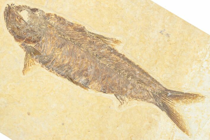 Detailed Fossil Fish (Knightia) - Wyoming #357545